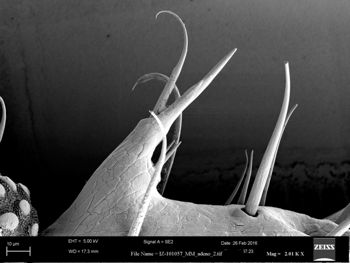 Media type: image;   Invertebrate Zoology 147385   shows cataloged_item 147385